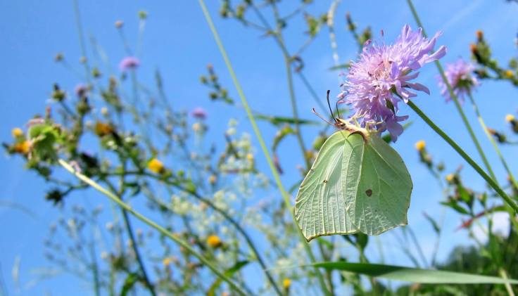 Livadna igra (06/2013), ©Natalija Mihovilić 