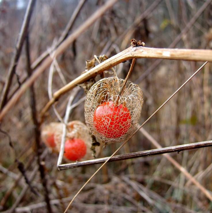 Božićna (01/2014, Zleć), © Natalija Mihovilić