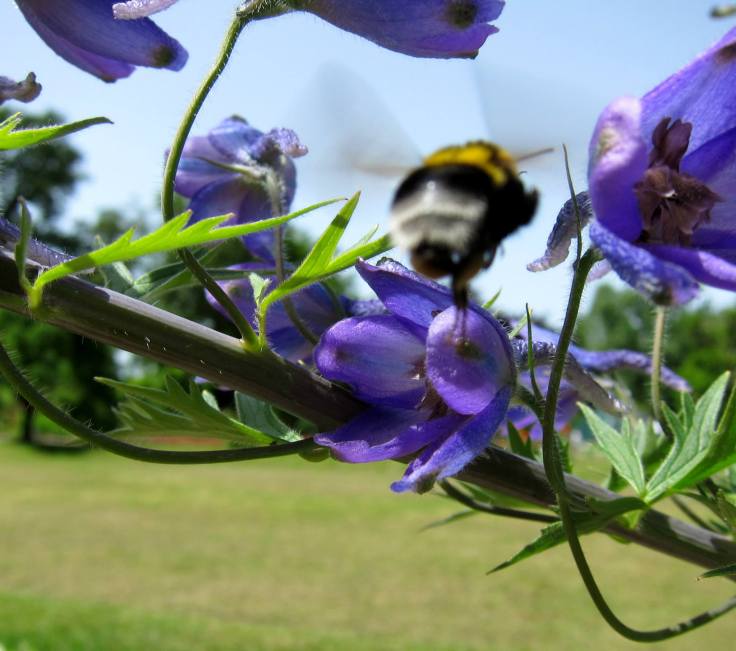 Proljetni posao (05/2014, Botanički vrt Zagreb), ©Natalija Mihovilić 