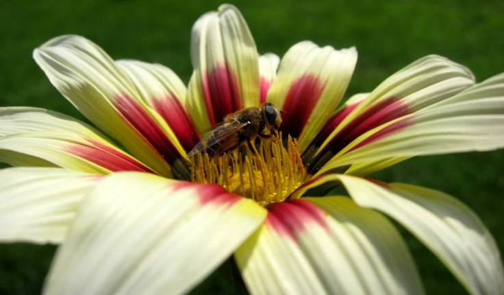 Proljetni posao II, ©Natalija Mihovilić 