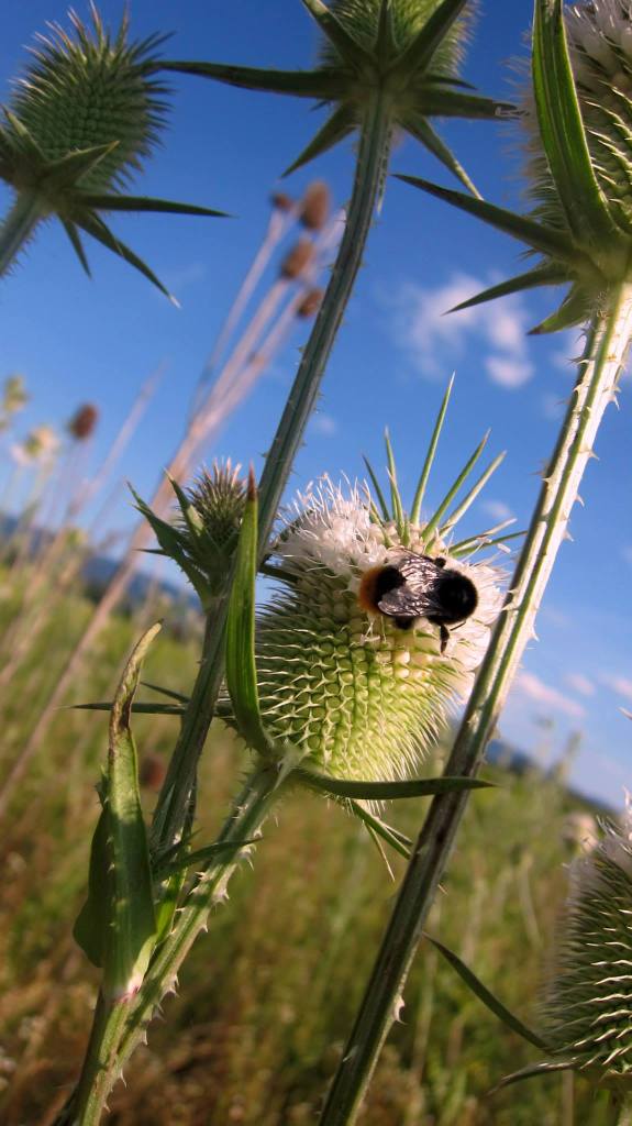 Čičkovanje (08/2013, okolica Zaboka), © Natalija Mihovilić